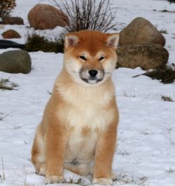 picture of dog