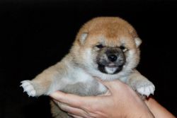 picture of dog