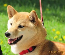 picture of dog