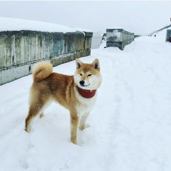 picture of dog