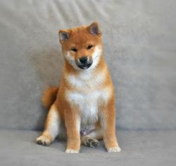 picture of dog