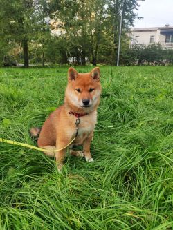 picture of dog