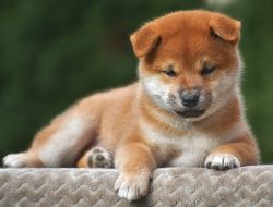 picture of dog