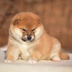 picture of dog