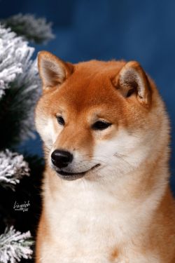 picture of dog