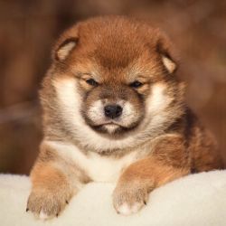 picture of dog
