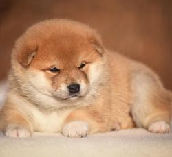 picture of dog