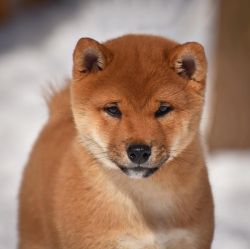picture of dog