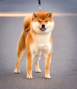 picture of dog
