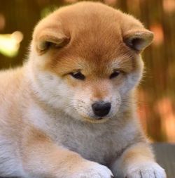 picture of dog