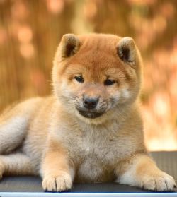 picture of dog
