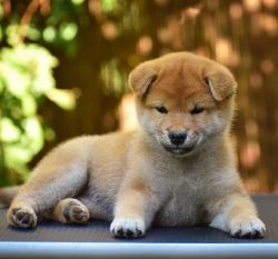 picture of dog