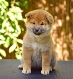 picture of dog