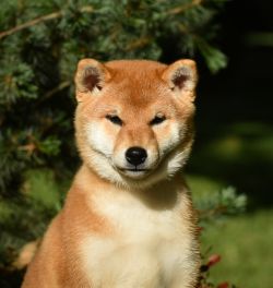 picture of dog