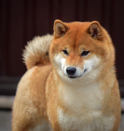 picture of dog