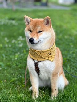 picture of dog