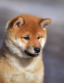 picture of dog