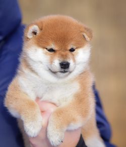 picture of dog