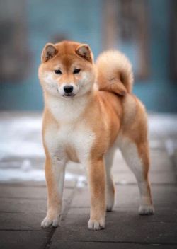picture of dog