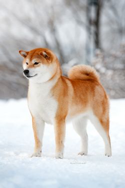 picture of dog