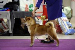 picture of dog