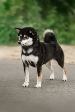 picture of dog