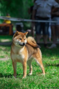 picture of dog