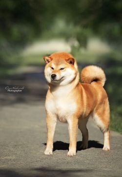 picture of dog