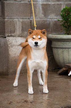 picture of dog