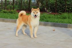 picture of dog