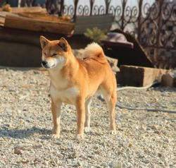 picture of dog