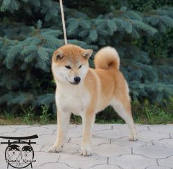 picture of dog