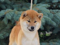 picture of dog