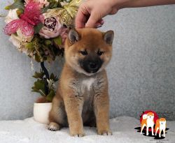 picture of dog