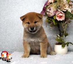 picture of dog