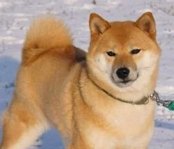 picture of dog