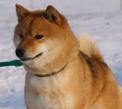 picture of dog