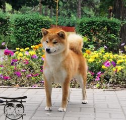 picture of dog