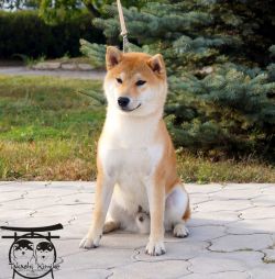 picture of dog