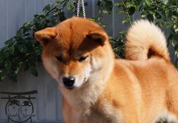 picture of dog