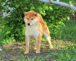picture of dog