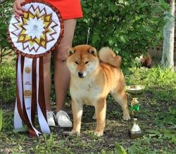 picture of dog