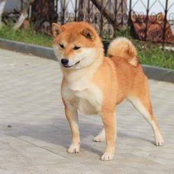 picture of dog
