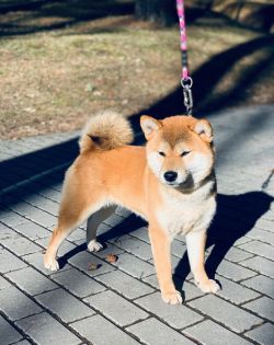 picture of dog