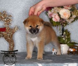 picture of dog