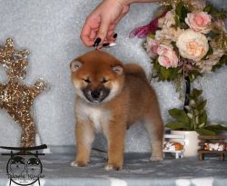 picture of dog