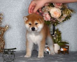 picture of dog