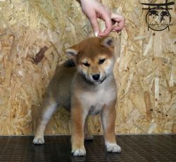 picture of dog
