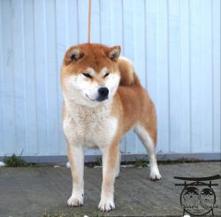 picture of dog