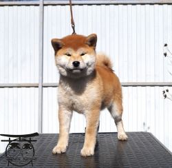picture of dog